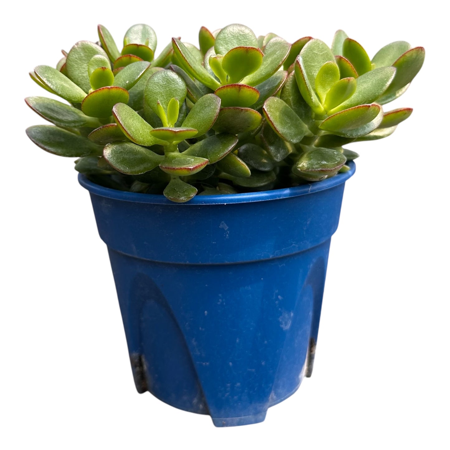 Crassula Ovata, Jade Plant