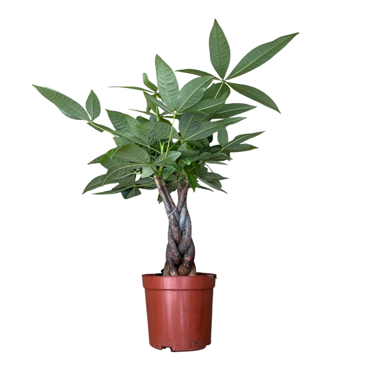 Pachira Aquatica, Money Tree, Pachira Twist 'B'
