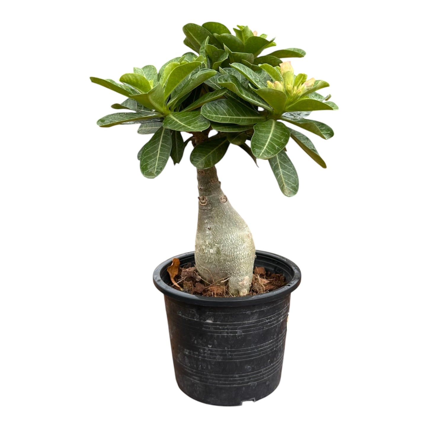 Adenium