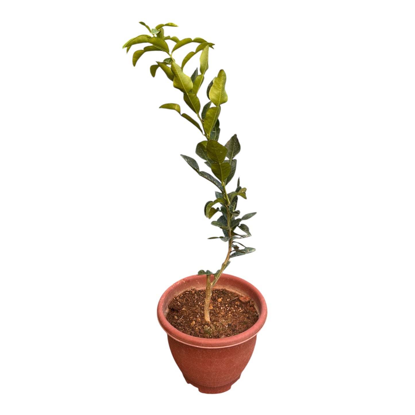 Citrus Hystrix, Makrut Lime, Kaffir Lime, Thai Lime