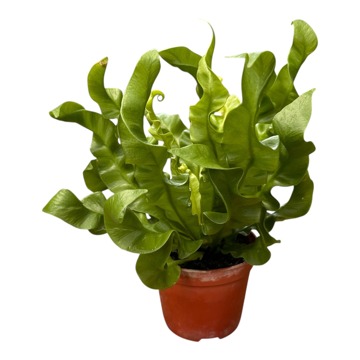 Asplenium Nidus, Crispy Wave Fern, Bird's Nest Fern