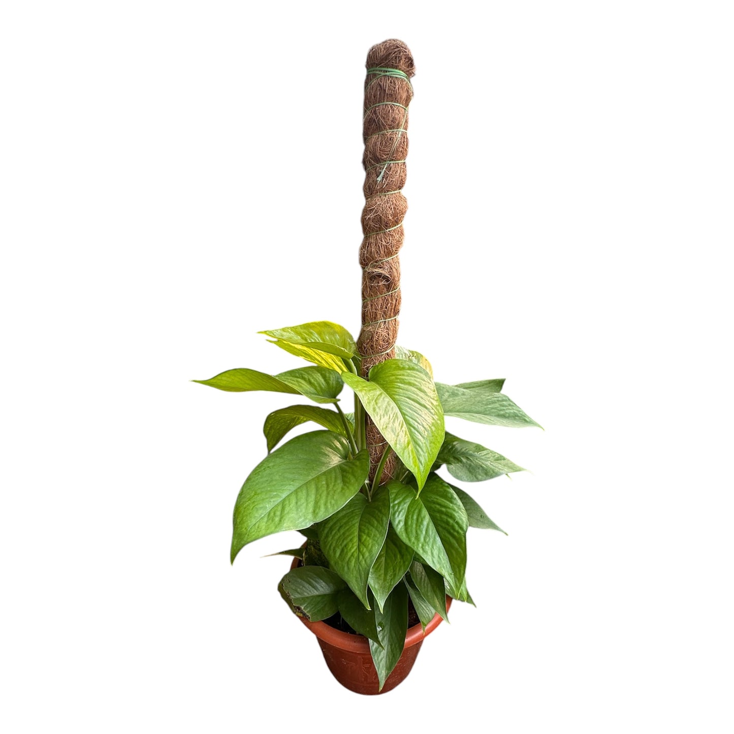 Epipremnum Aureum, Money Plant