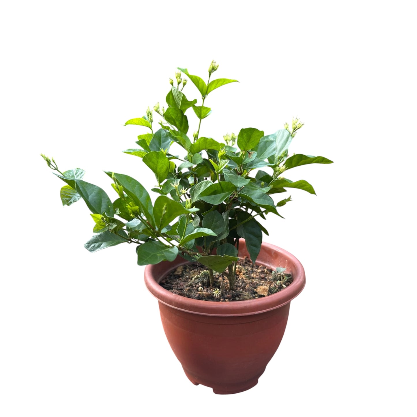 Jasminum Sambac, Mogra, Arabian Jasmine