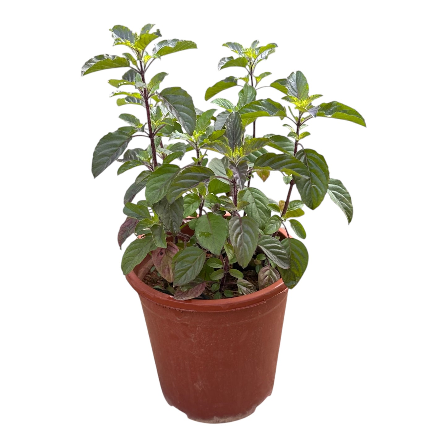 Ocimum Tenuiflorum, Ocimum Sanctum, Purple Basil