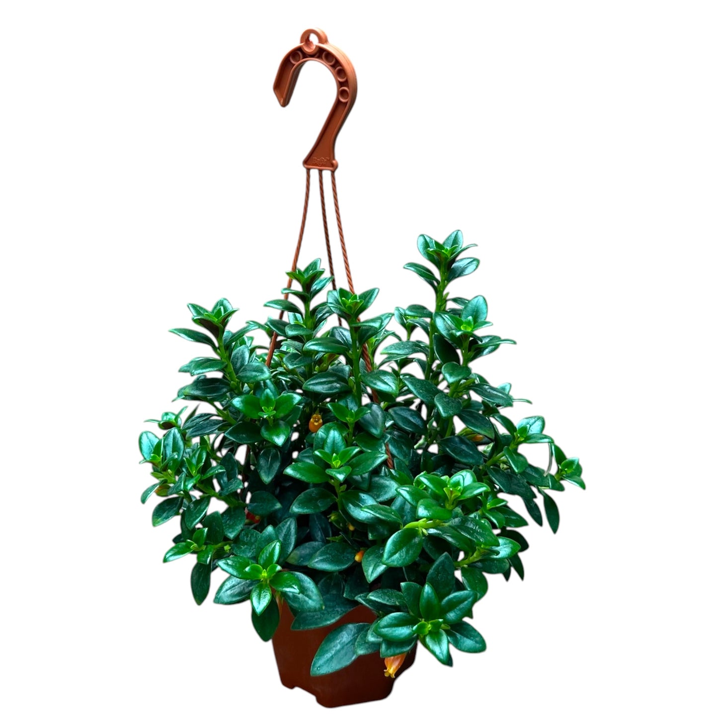 Nematanthus Gregarius, Goldfish Plant