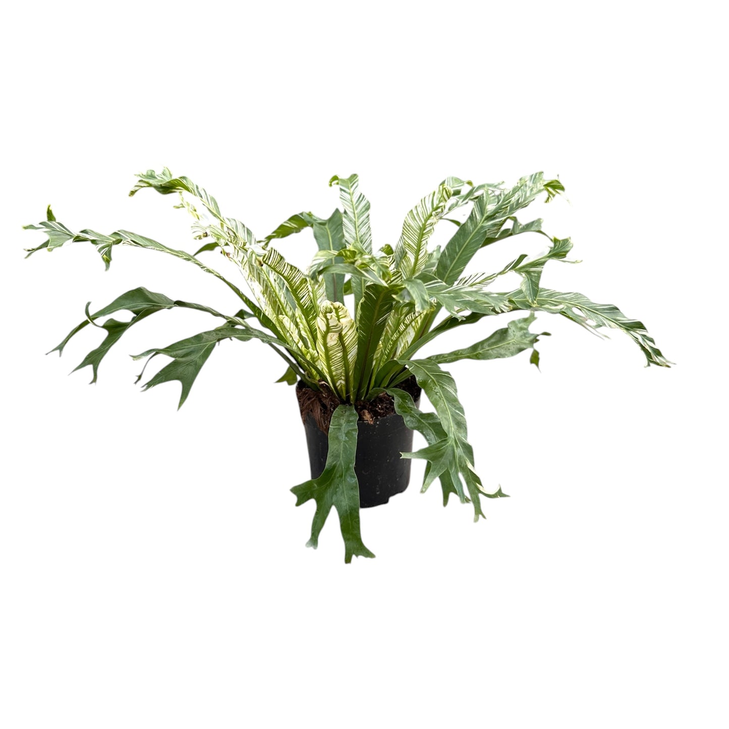 Variegated Asplenium Nidus, Variegated Bird’s Nest Fern