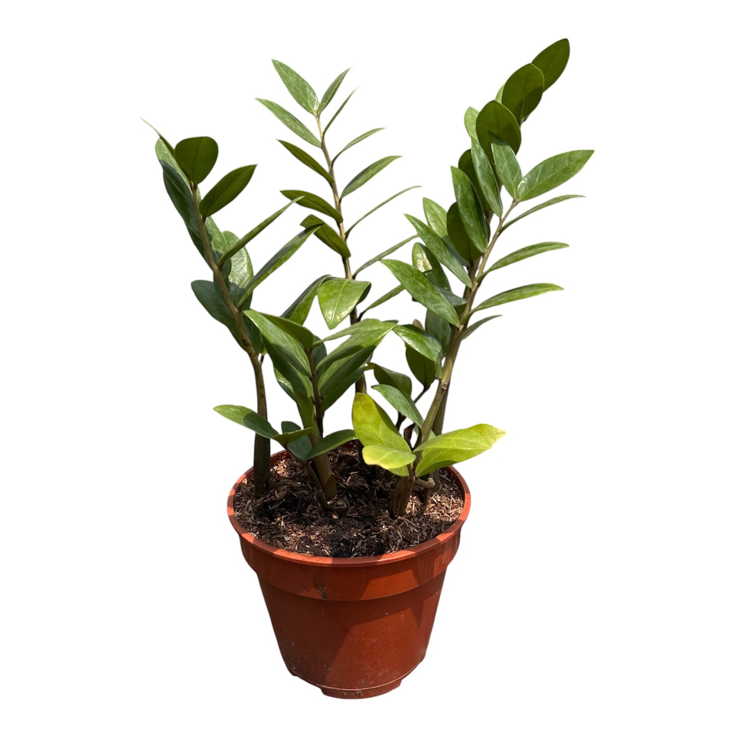Zamioculcas Zamiifolia, ZZ Plant