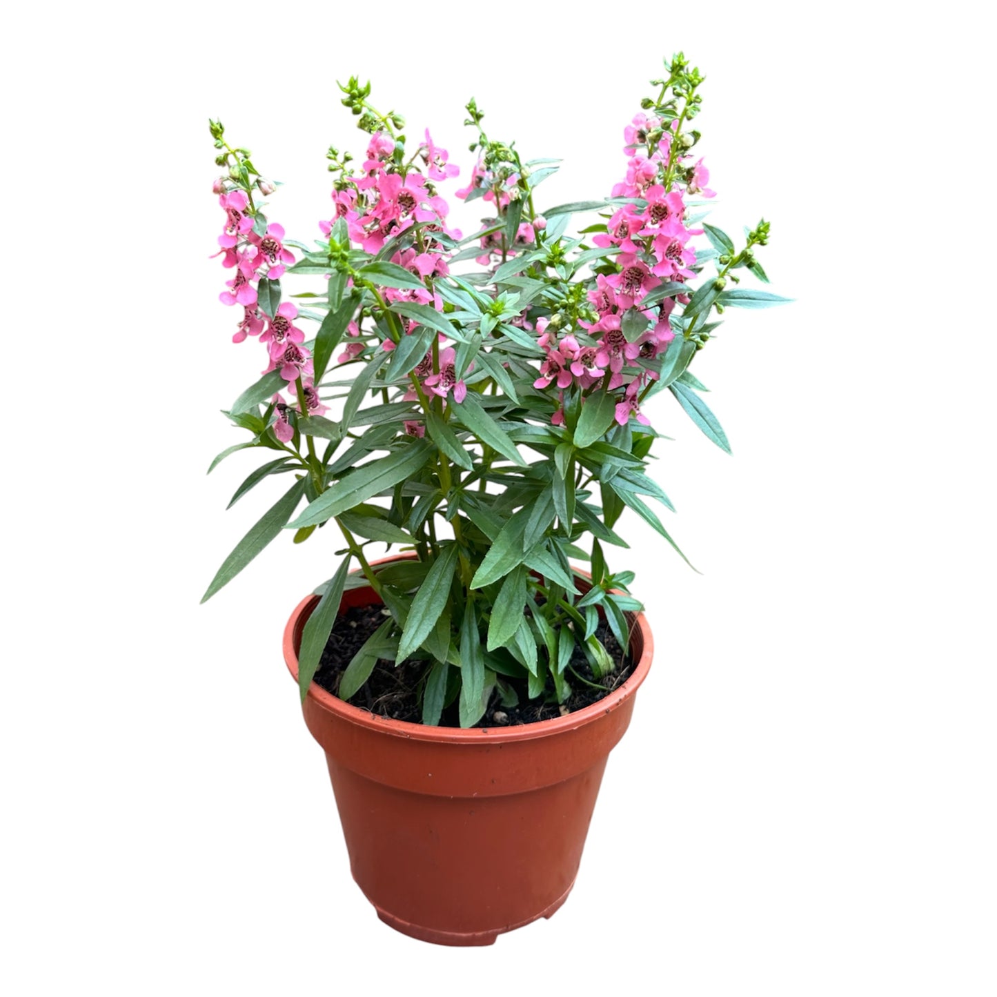 Angelonia Angustifolia, Angelonia Pink
