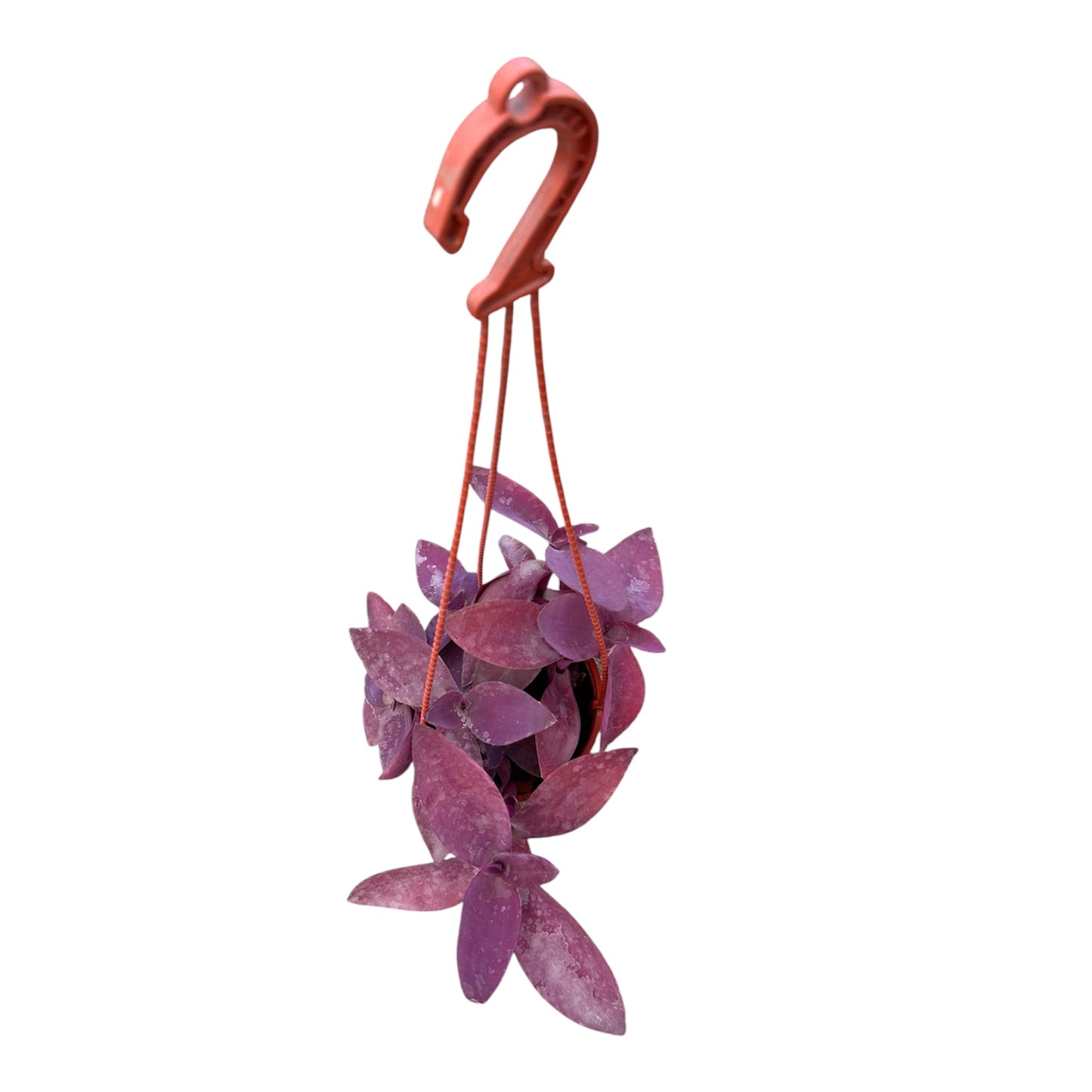 Tradescantia Pallida Purple Heart