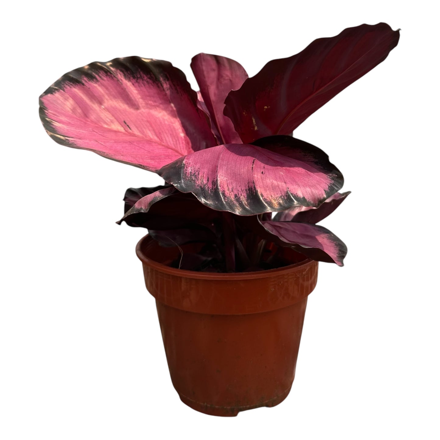 Calathea Roseopicta Rosy