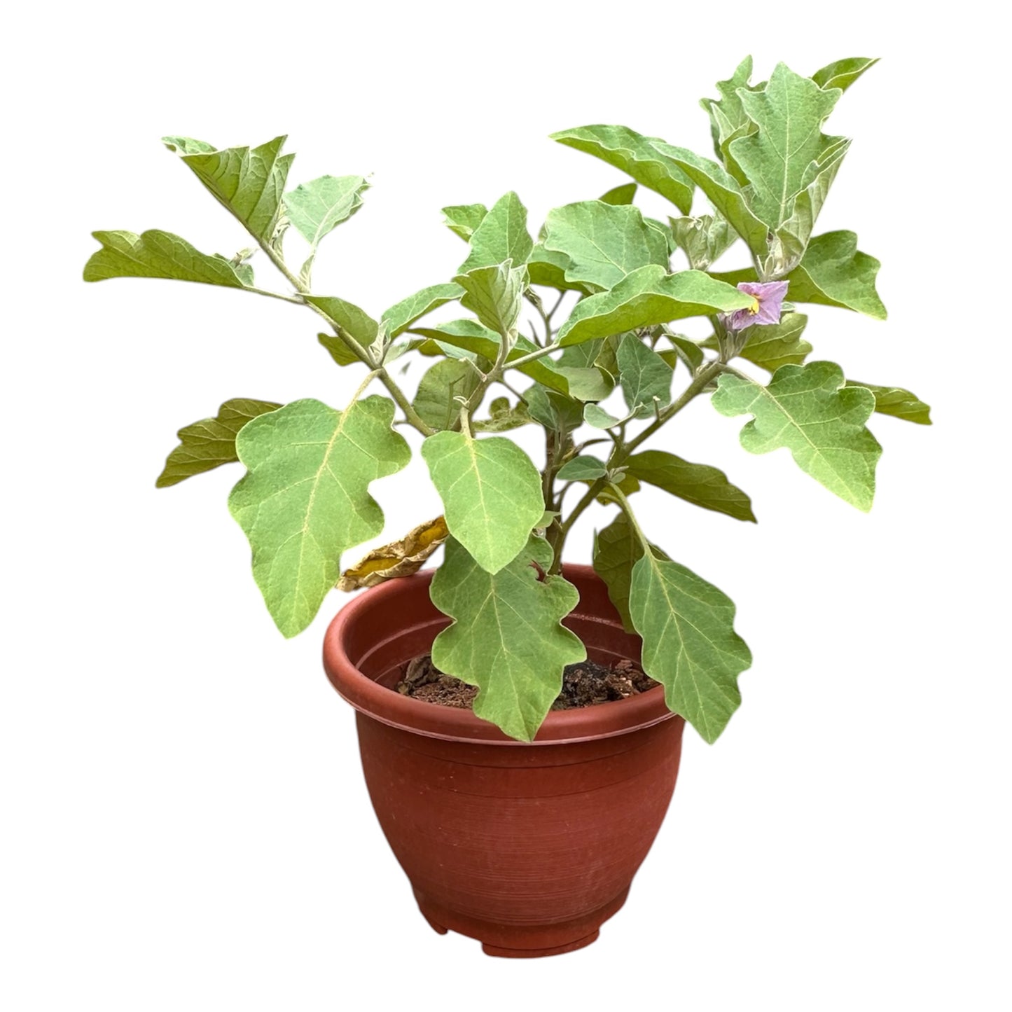 Solanum Melongena, Eggplant, Brinjal