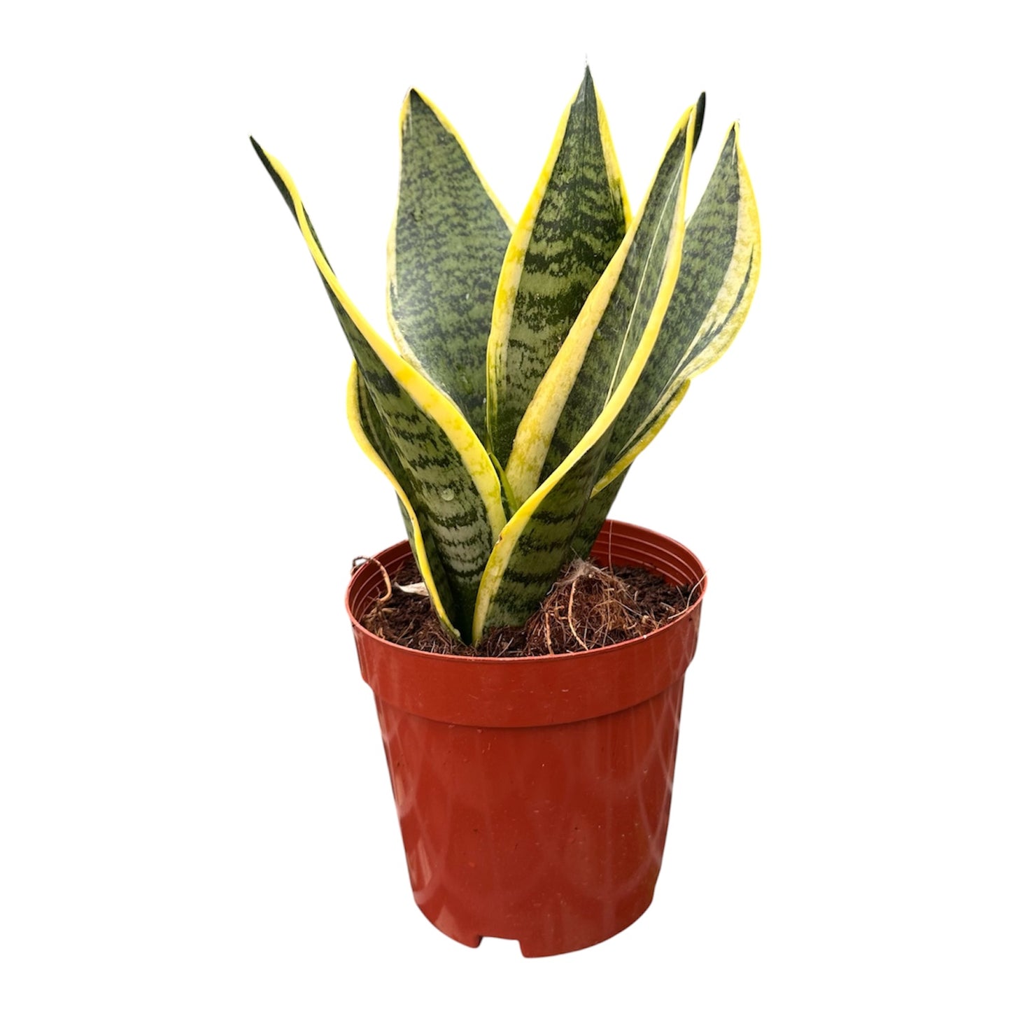 Snake Plant