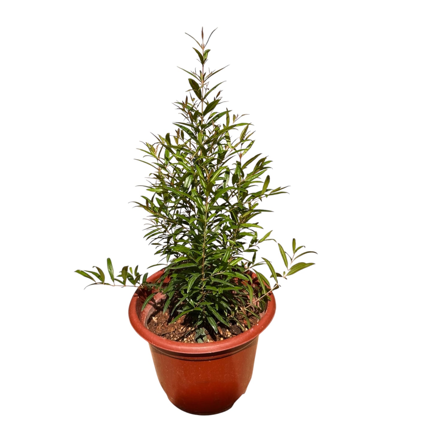 Punica Granatum, Pomegranate