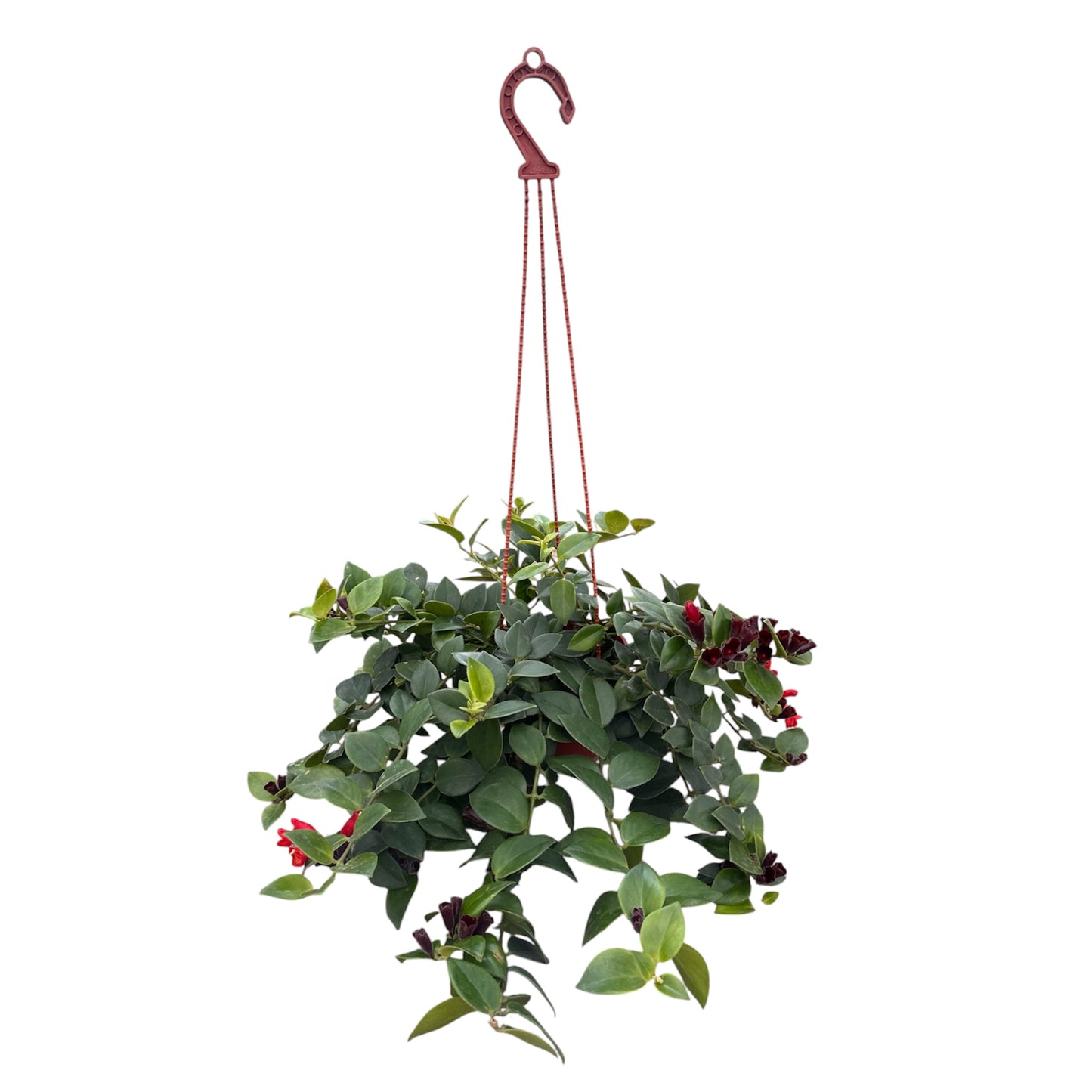 Aeschynanthus Pulcher, Red Bugle Vine, Lipstick Plant