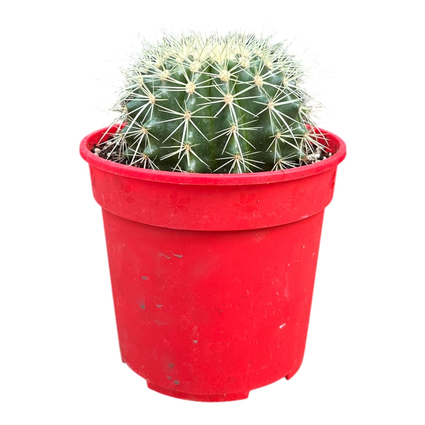 Golden Barrel Cactus