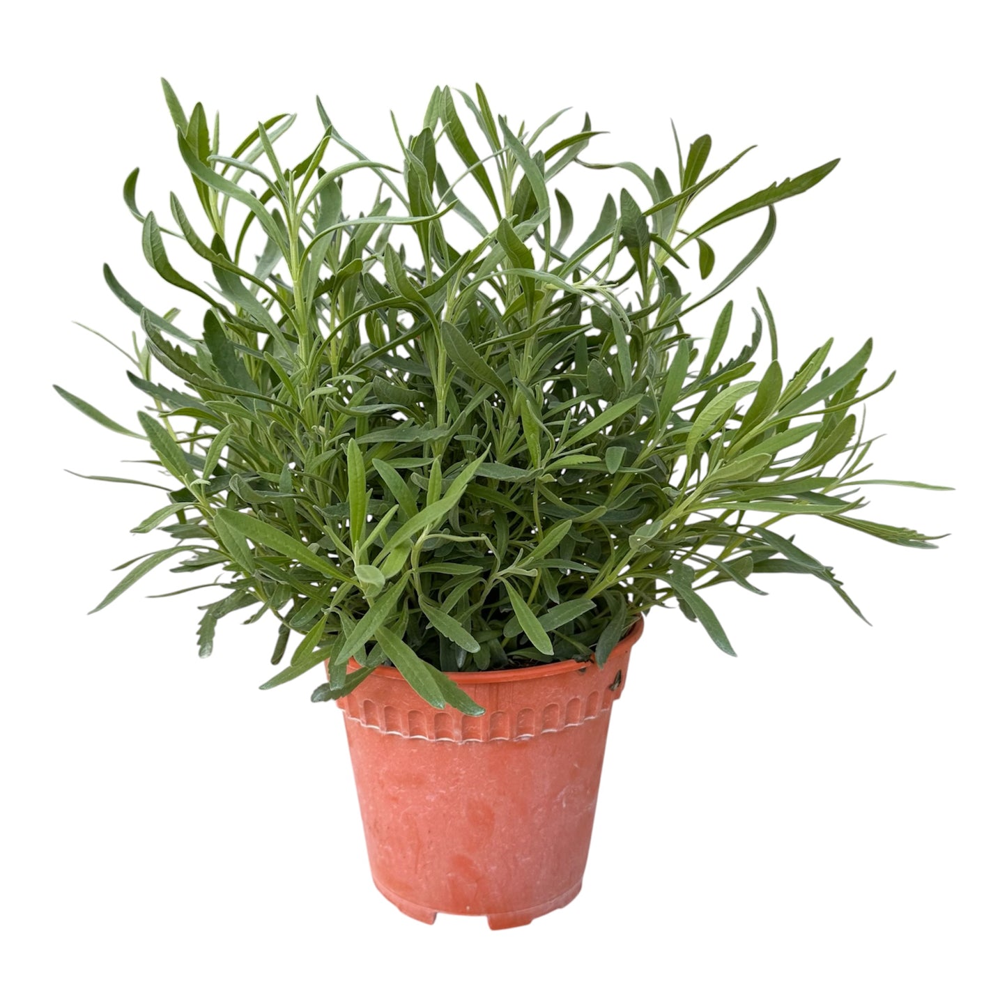 Lavandula Stoechas, Lavender