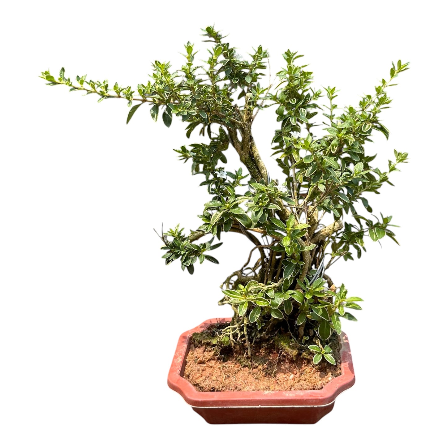 Serissa Japonica, Snow Rose Variegated Bonsai