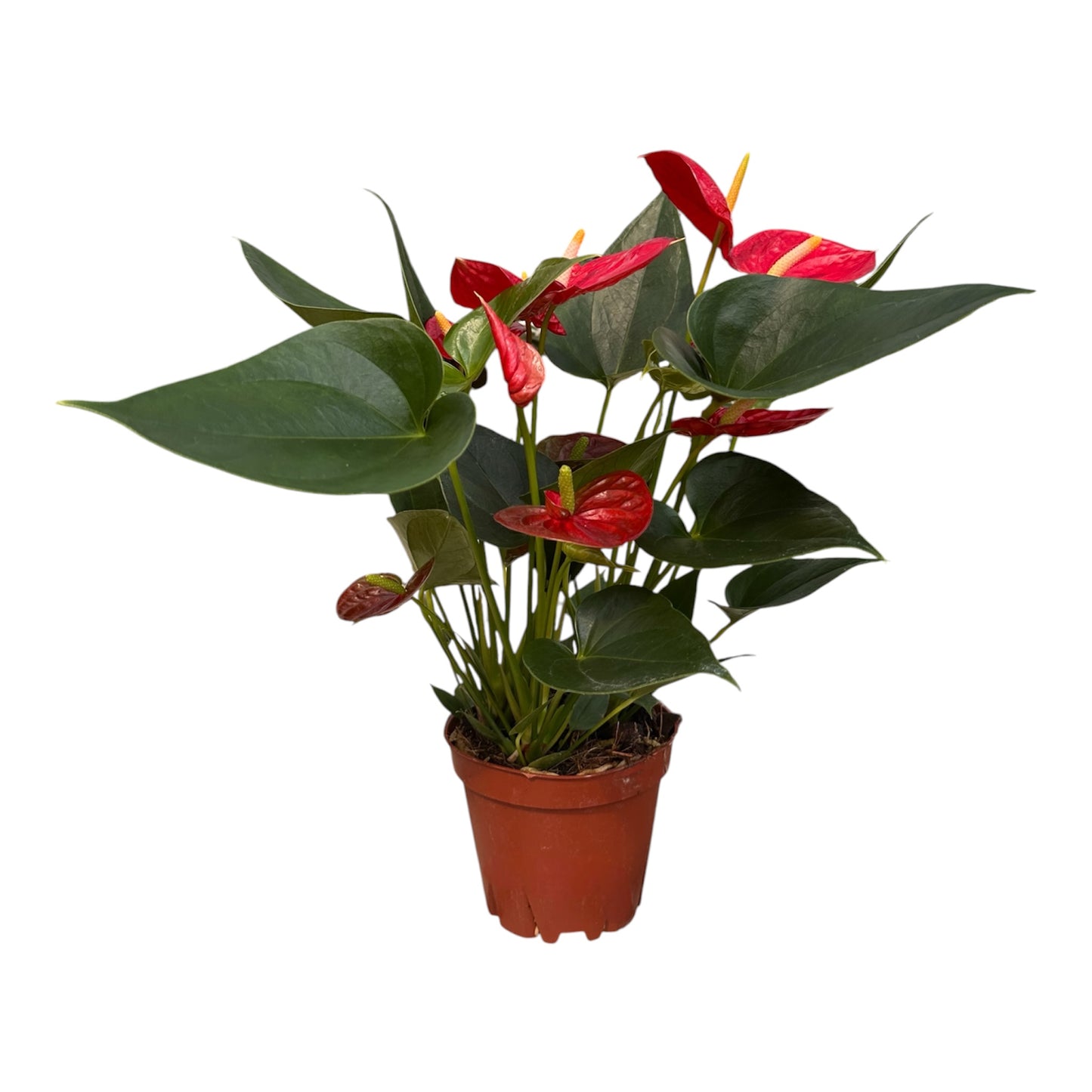 Anthurium Andraeanum, Anthurium Red