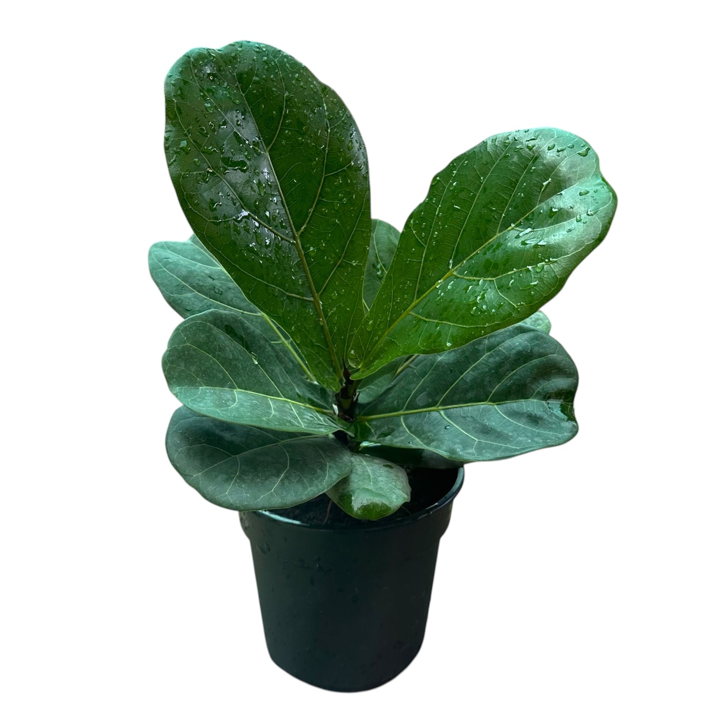 Fiddle-Leaf Fig, Ficus Lyrata