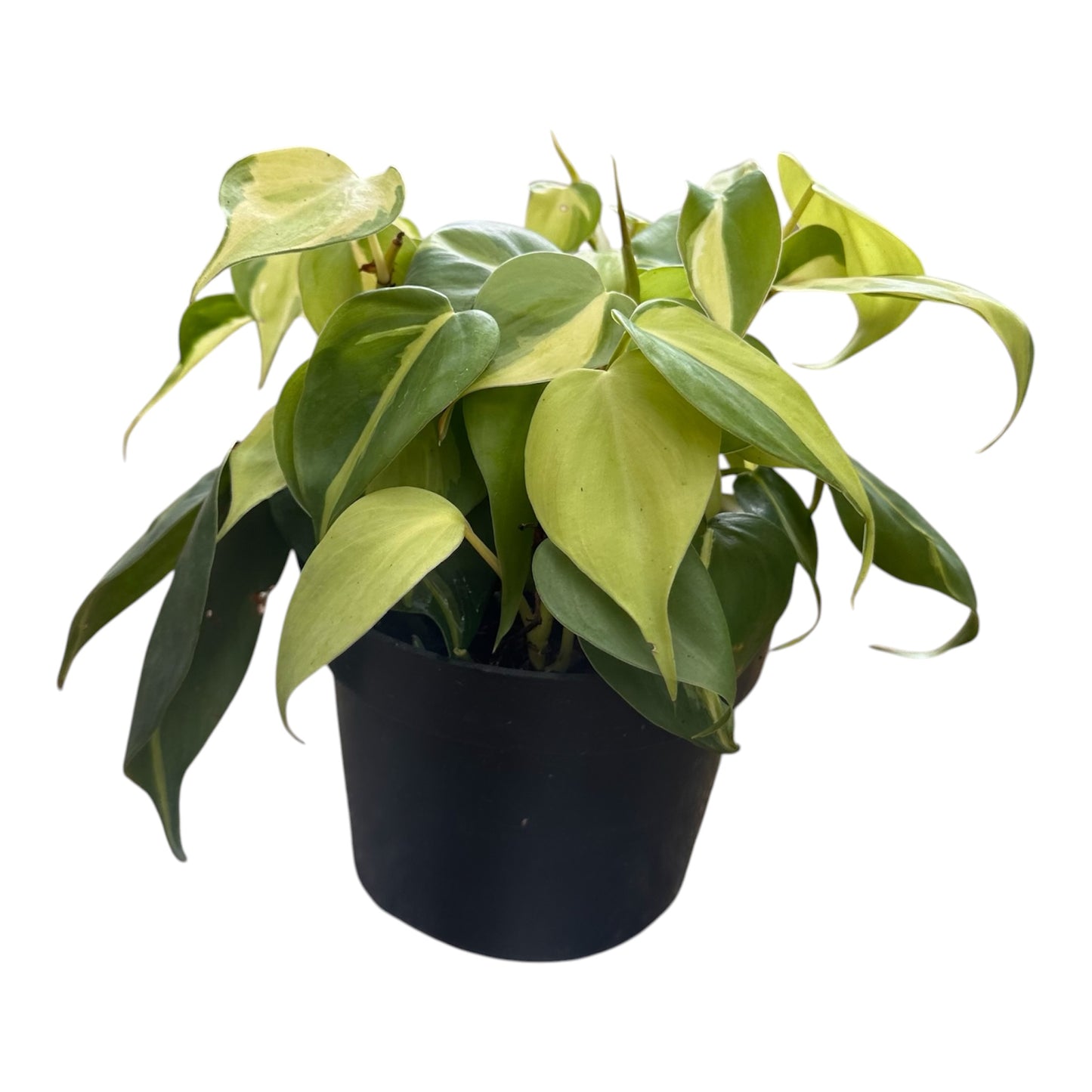 Philodendron Scandens Variegated
