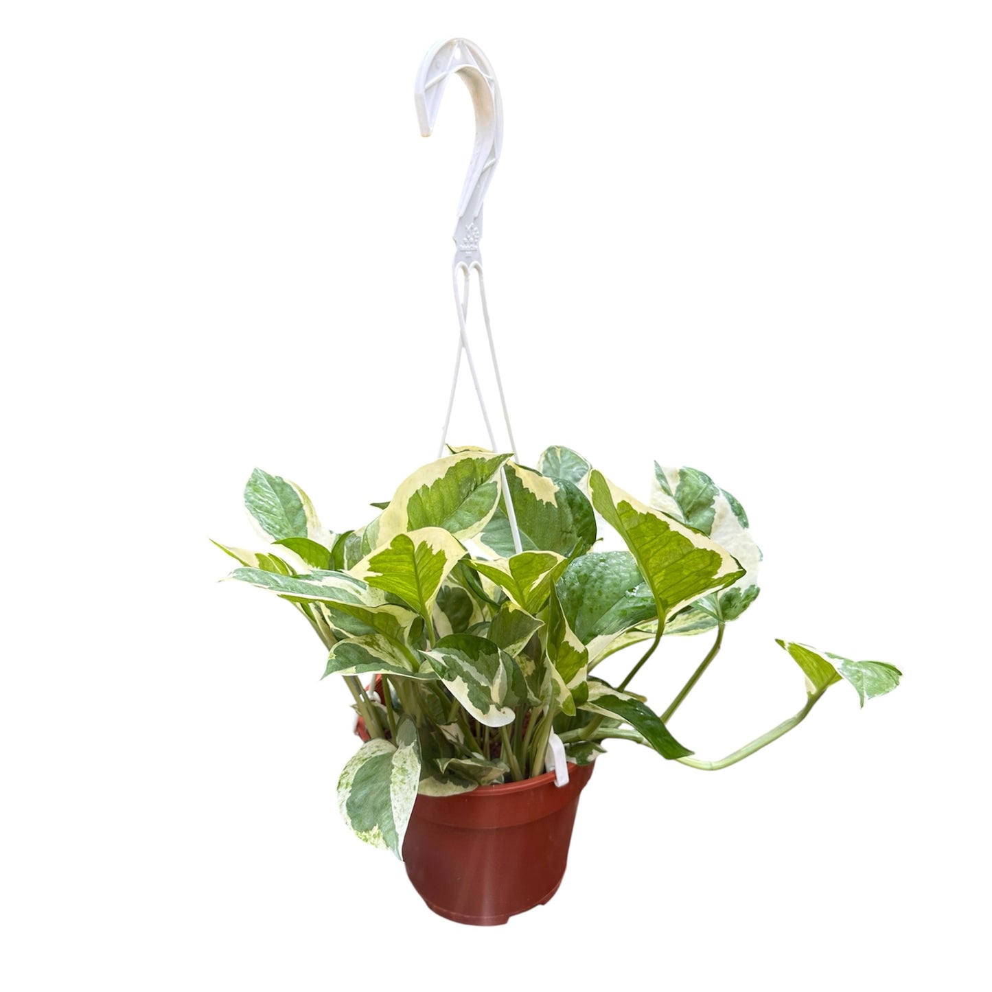 Epipremnum Aureum 'N' Joy, 'N' Joy Money Plant
