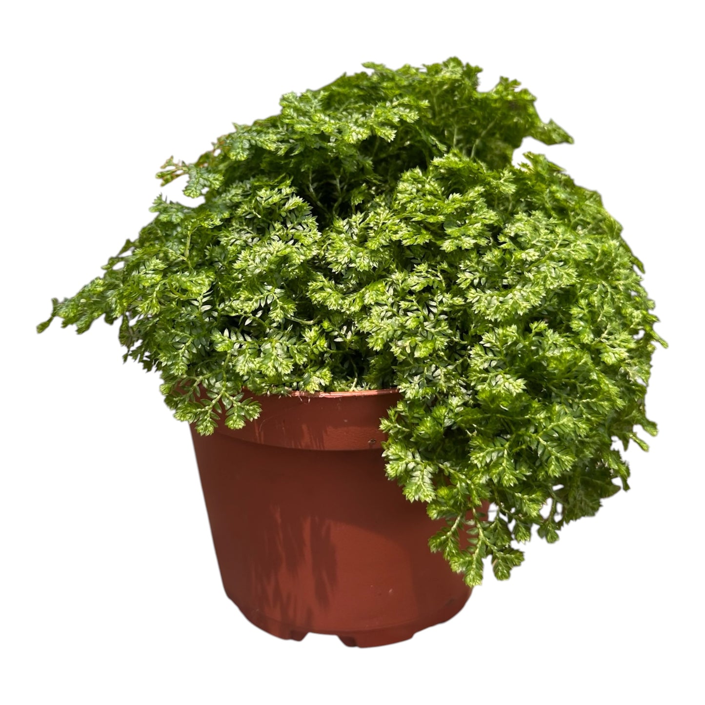 Selaginella Apoda, Meadow Spikemoss