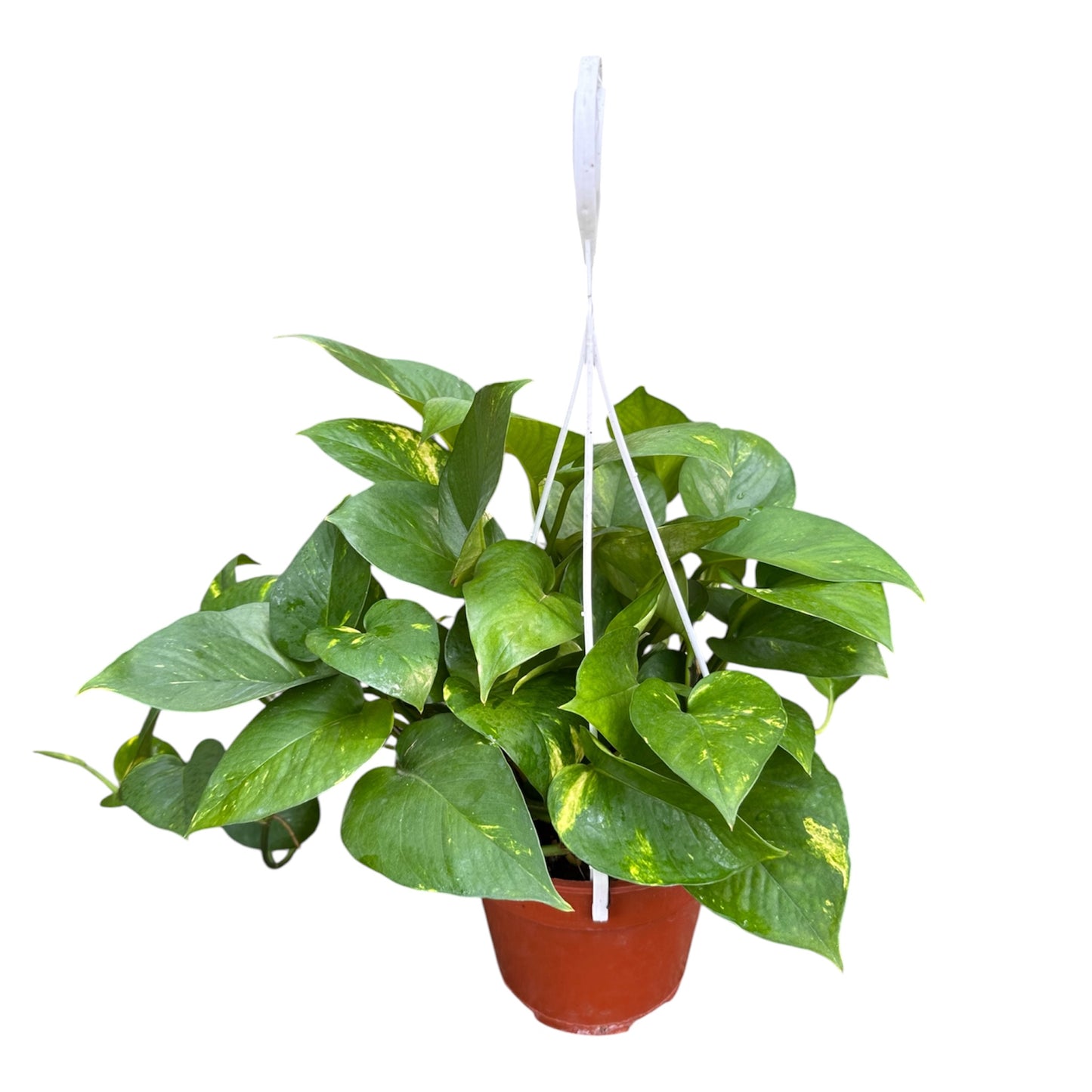 Epipremnum Aureum, Money Plant