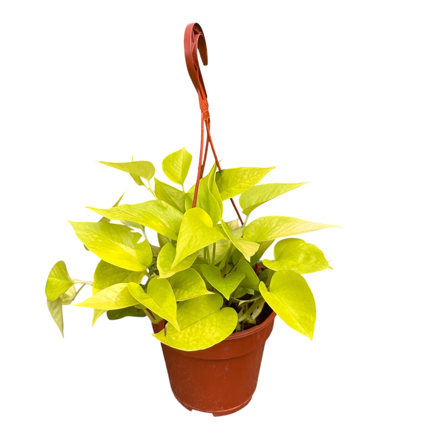 Epipremnum Aureum, Golden Pothos, Golden Money Plant