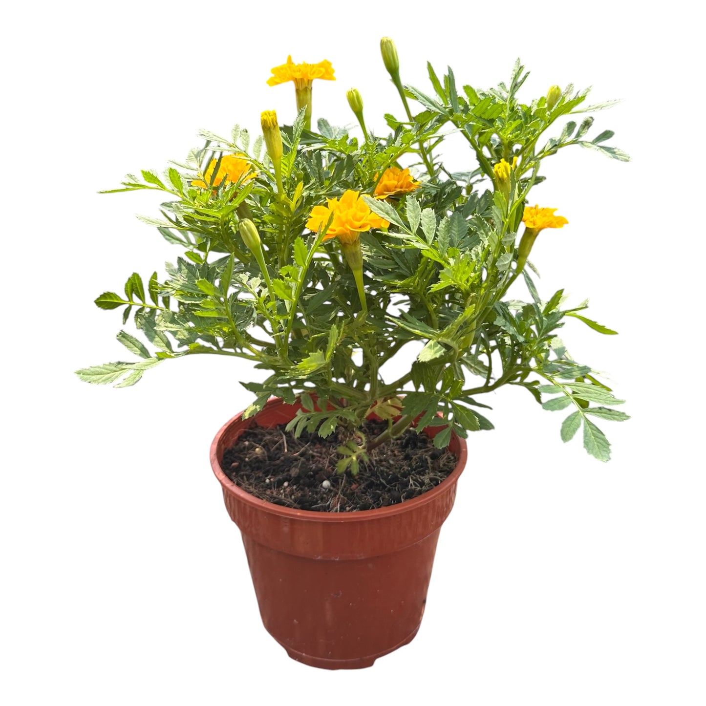 Tagetes Erecta, Yellow Marigold