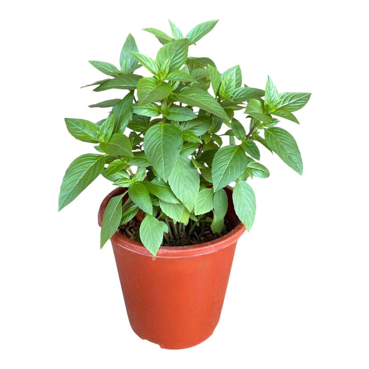 Ocimum Basilicum, Thai Basil