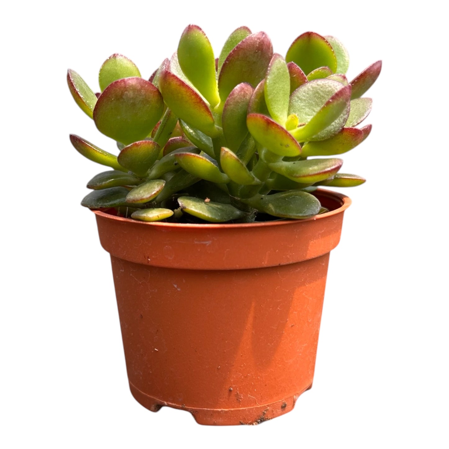 Crassula Ovata, Jade Plant