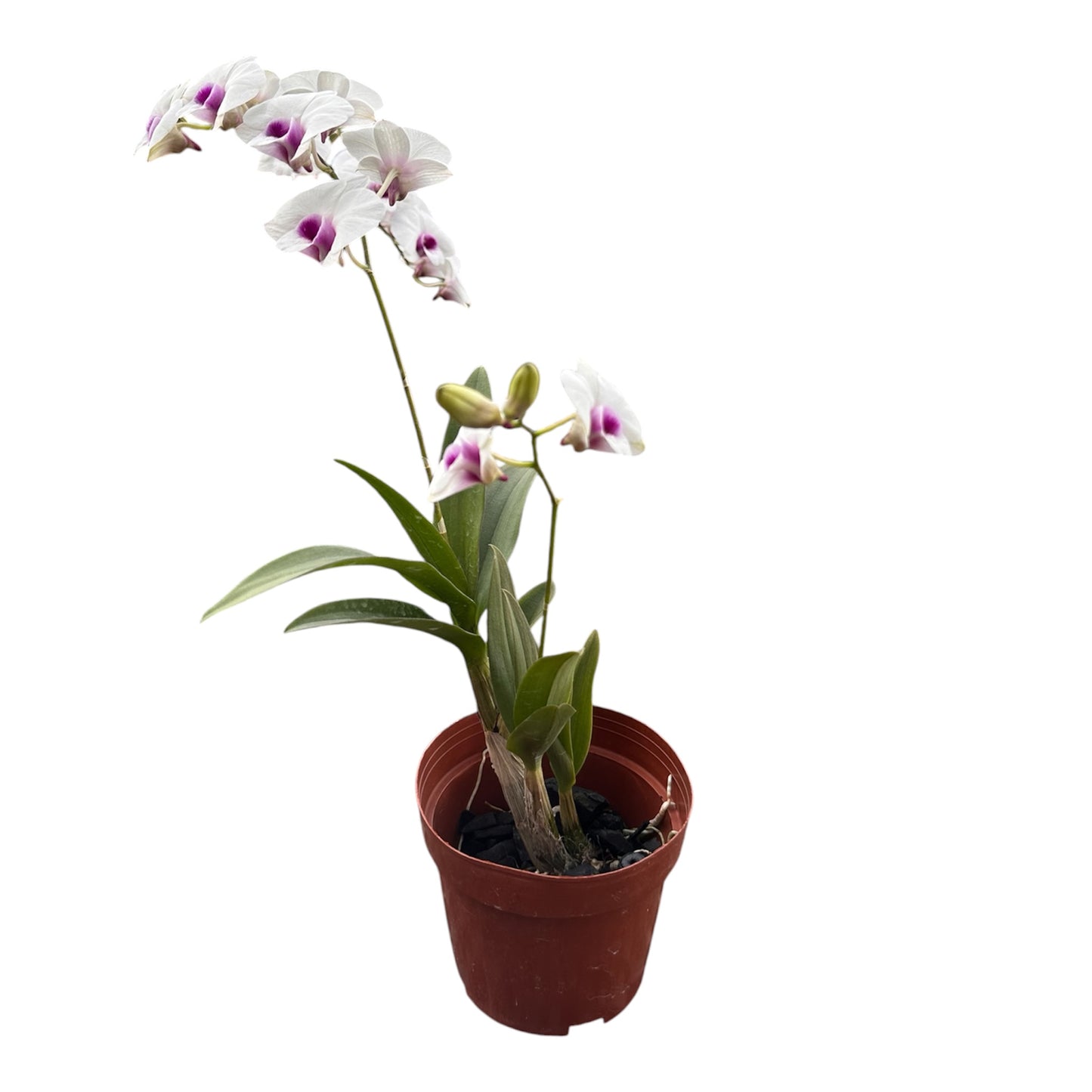 Assorted Colour Mini Dendrobium Orchid