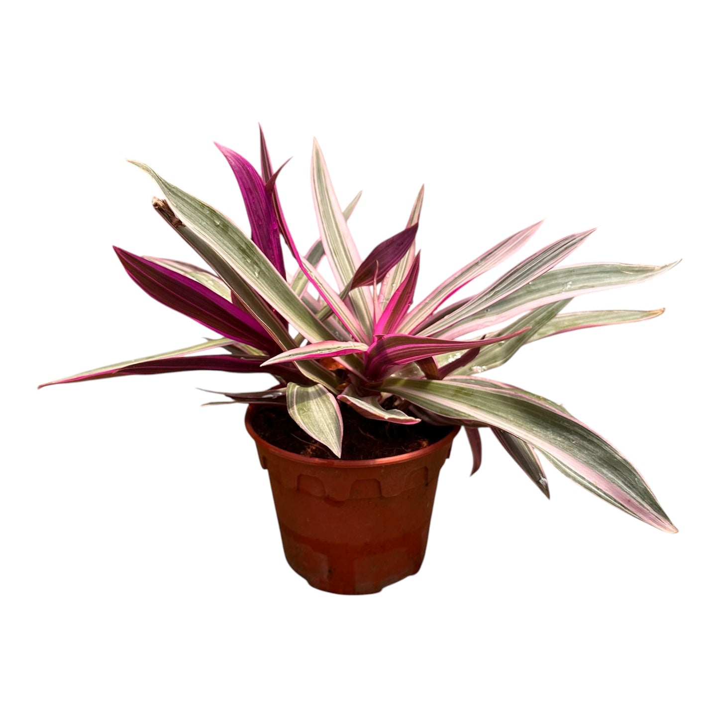Tradescantia Spathacea, Rhoeo Tricolor, Oyster Plant