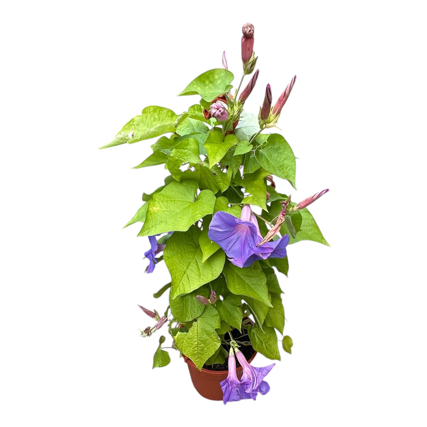 Ipomoea Tricolor, Morning Glory