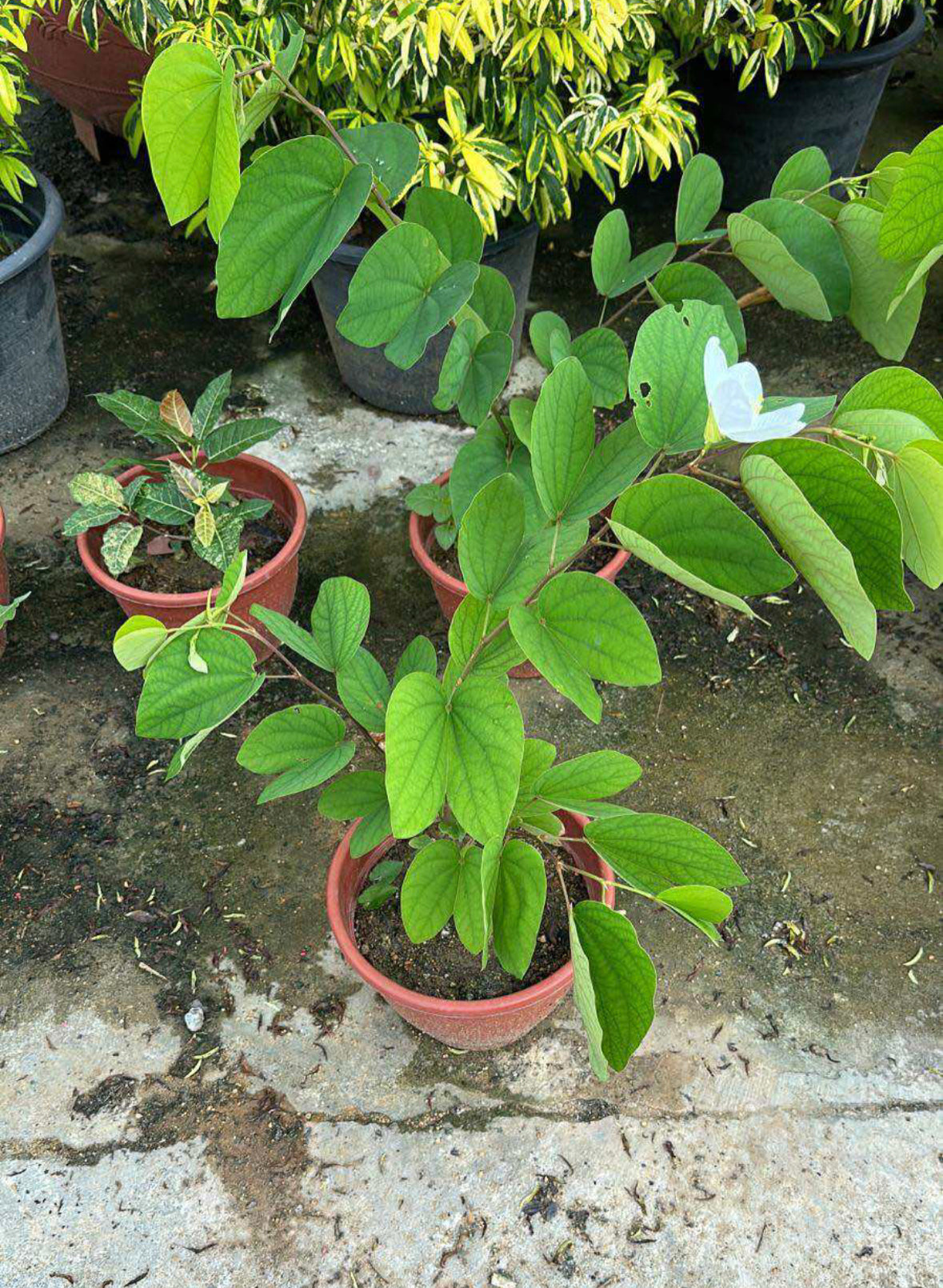 Bauhinia Acuminata , Snowy Orchid Tree (0.7m)