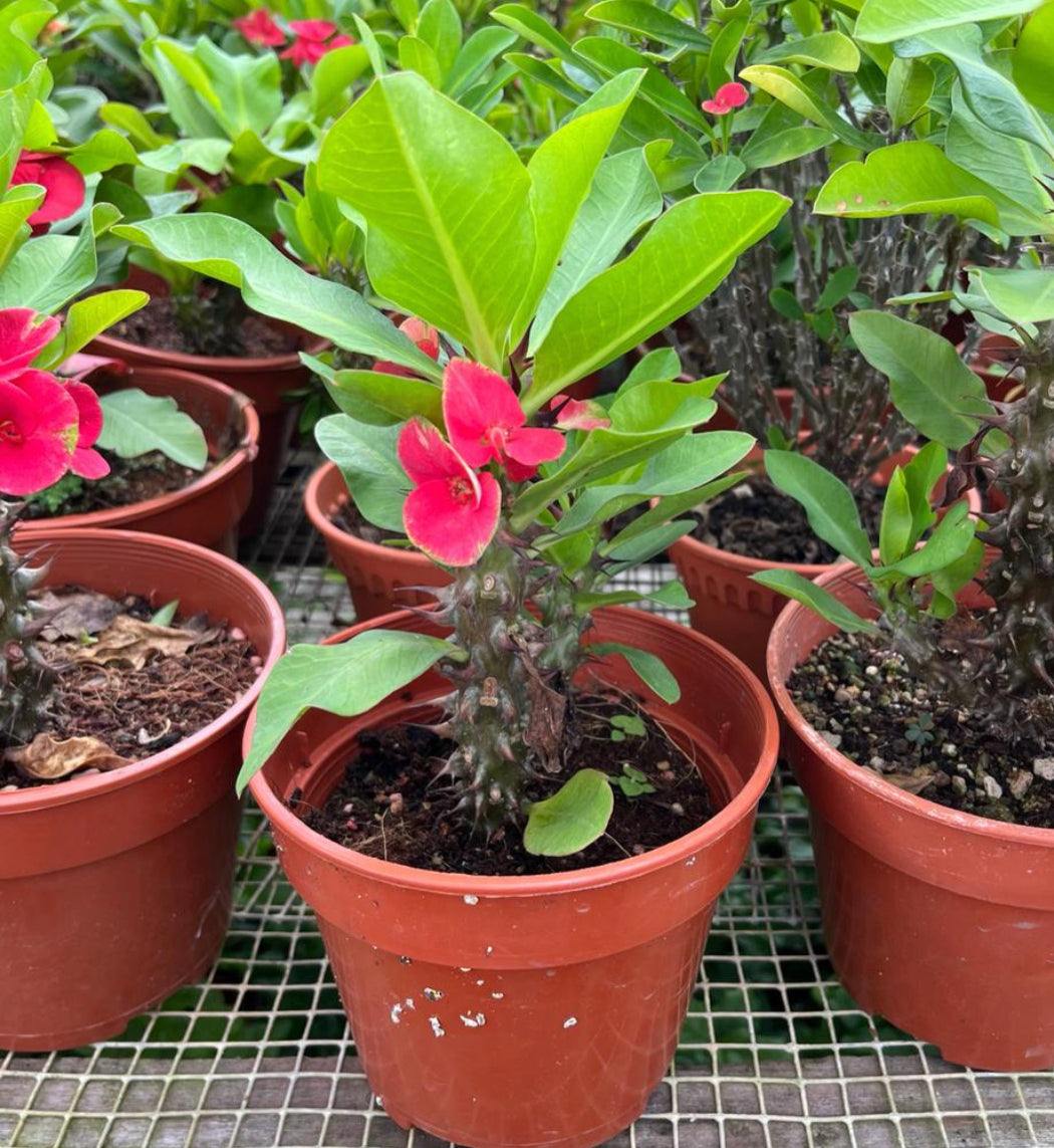 Euphorbia Milii, Red Crown Of Thorns (0.3m)
