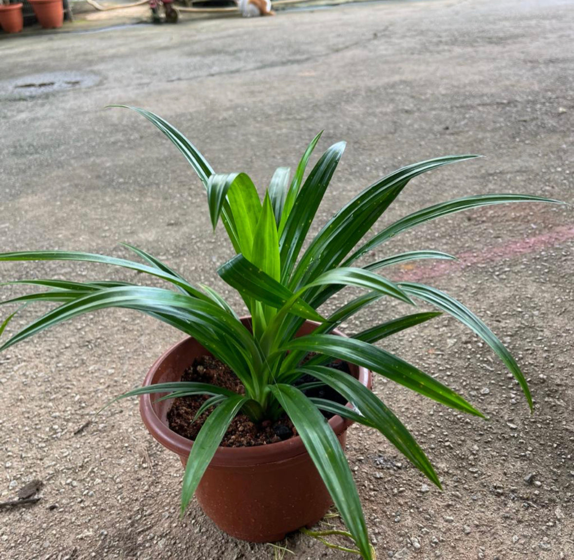 Pandan (0.3m)