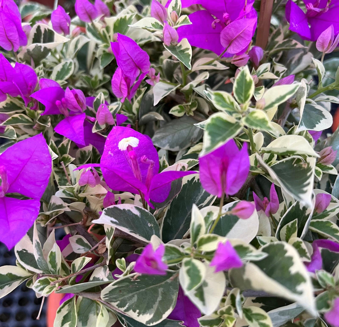 Bougainvillea