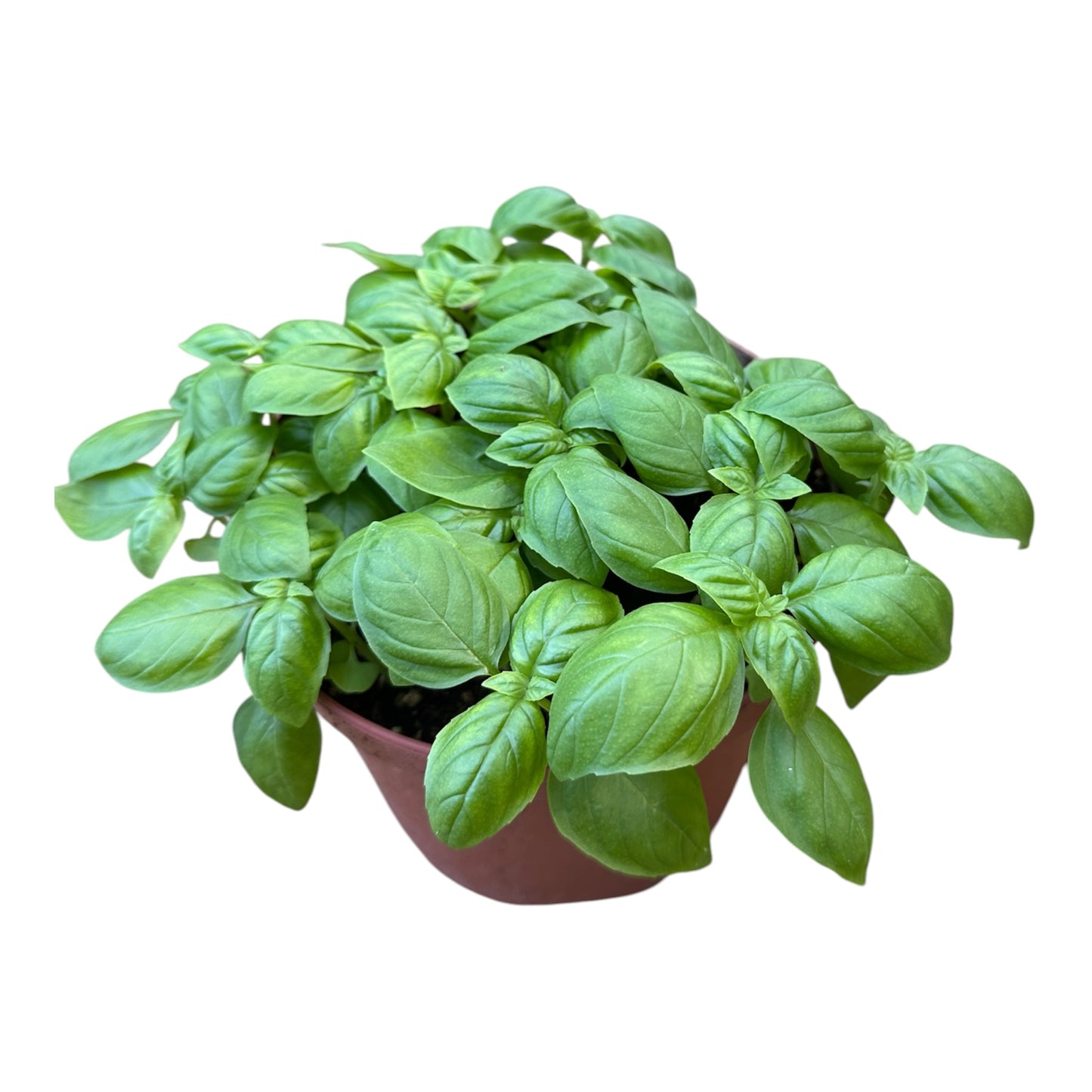Ocimum Basilicum, Sweet Basil
