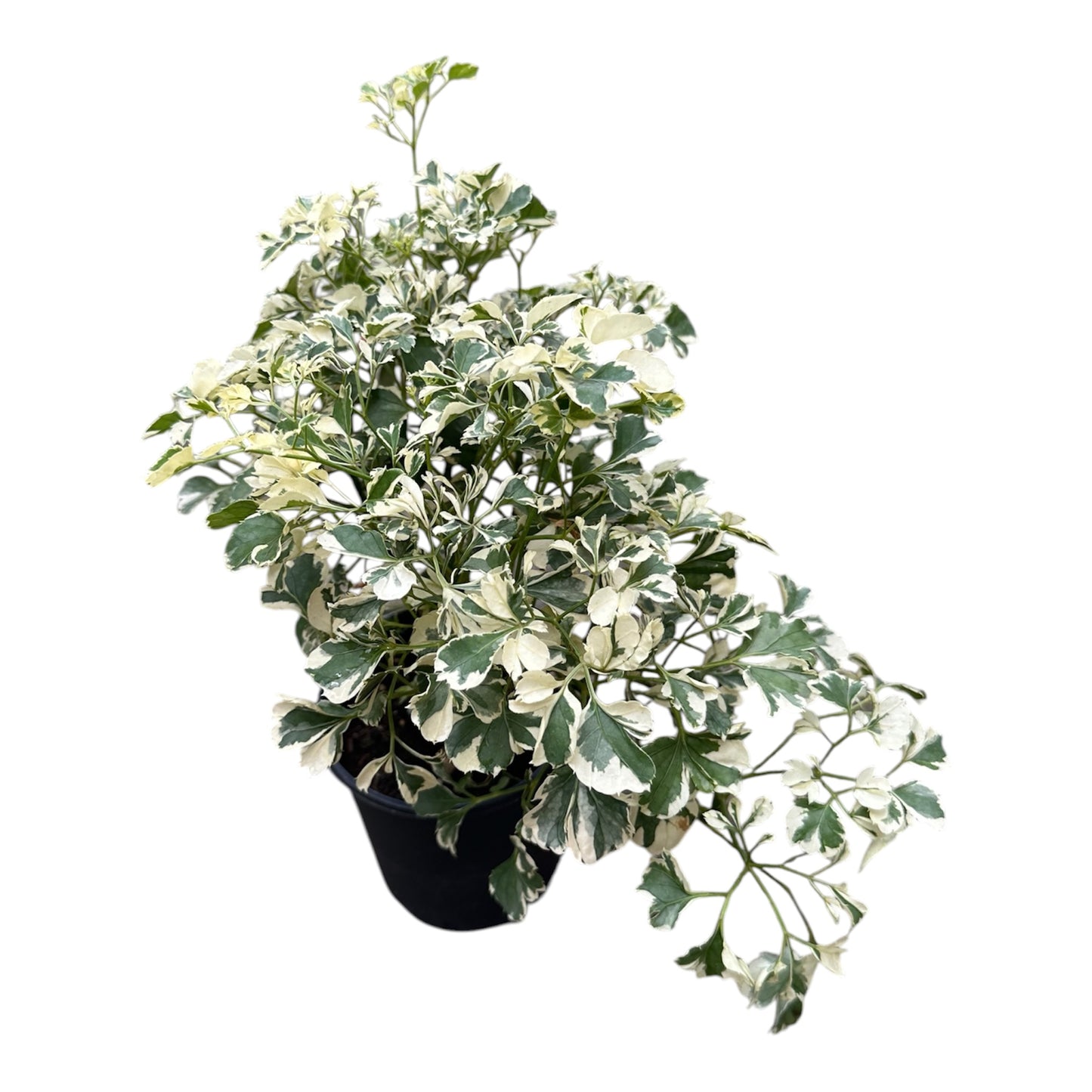 Polyscias Guilflei Snowflake