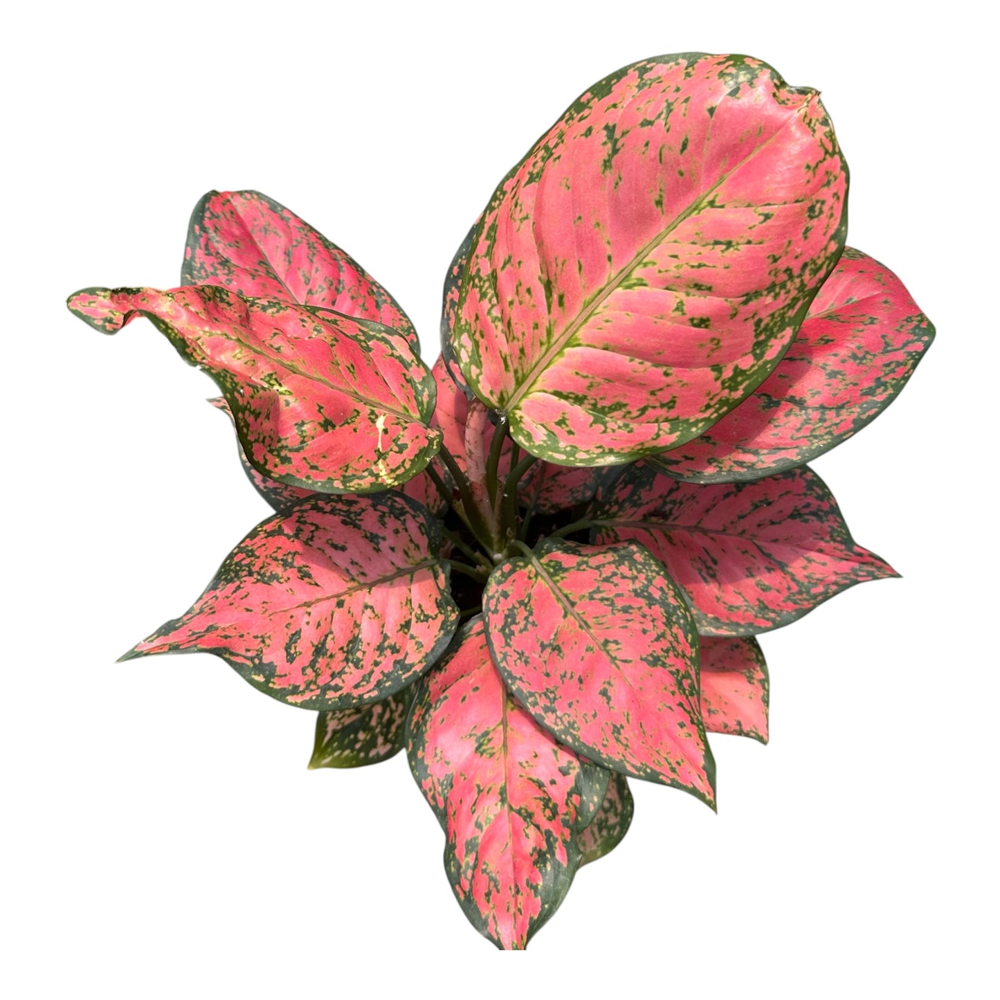 Aglaonema Red Haze