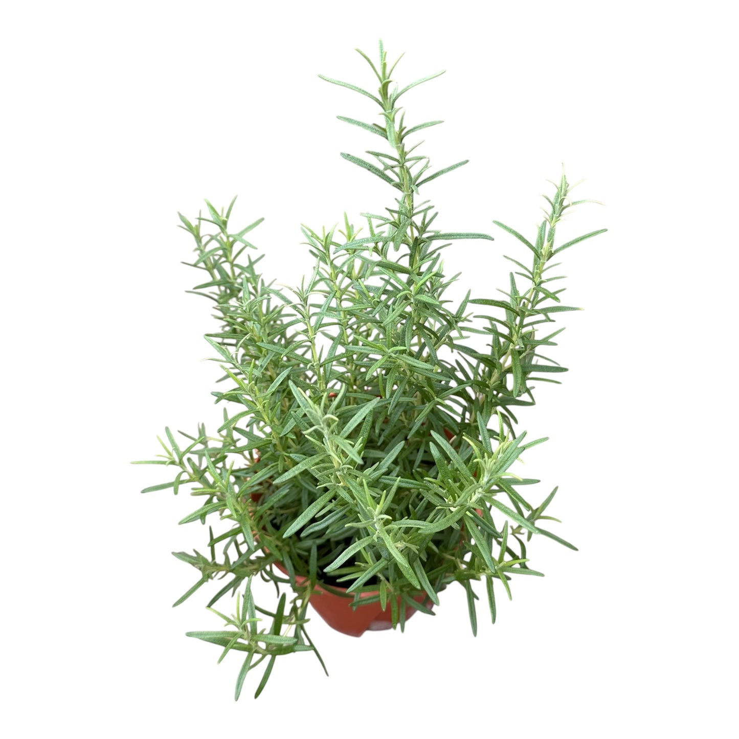 Salvia Rosmarinus, Rosemary