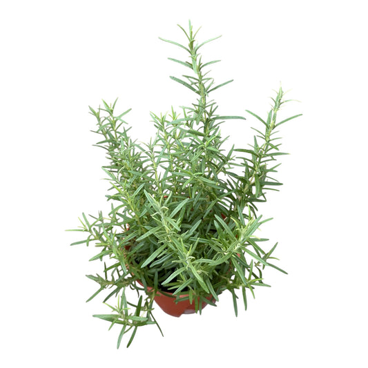 Salvia Rosmarinus, Rosemary