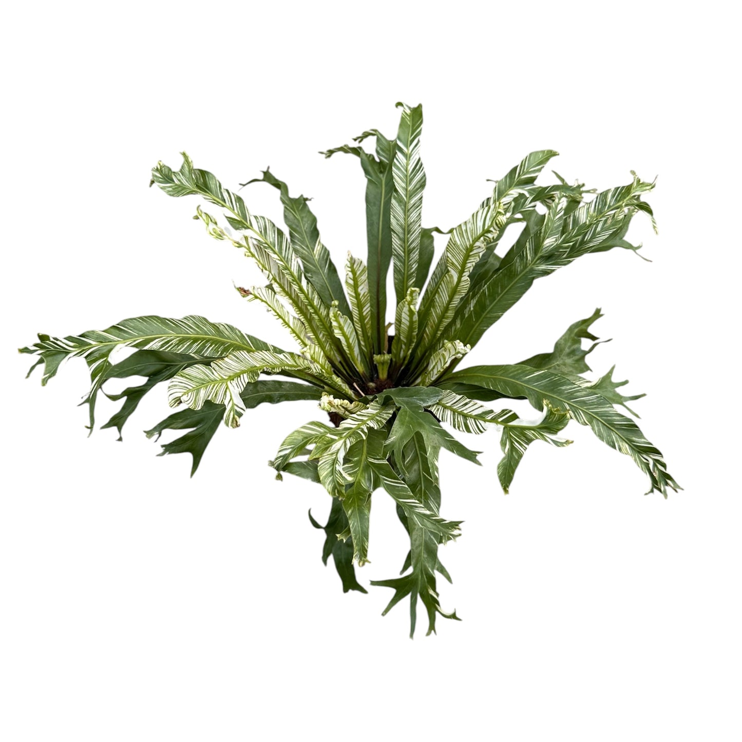 Variegated Asplenium Nidus, Variegated Bird’s Nest Fern
