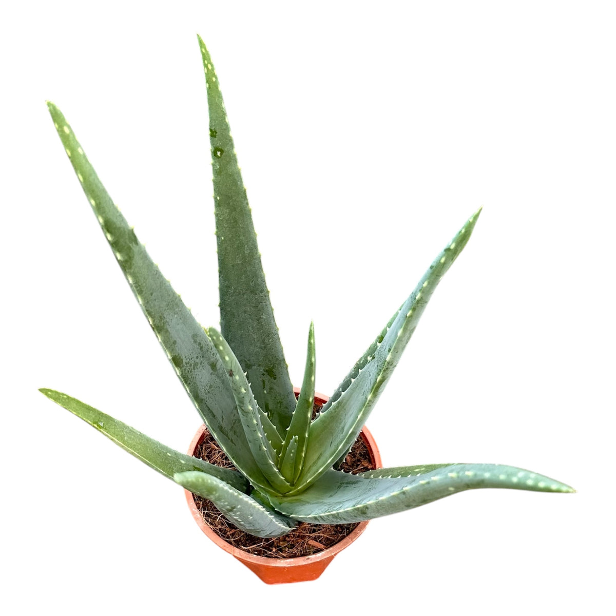 Barbados Aloe, Burn Plant, Aloe Vera