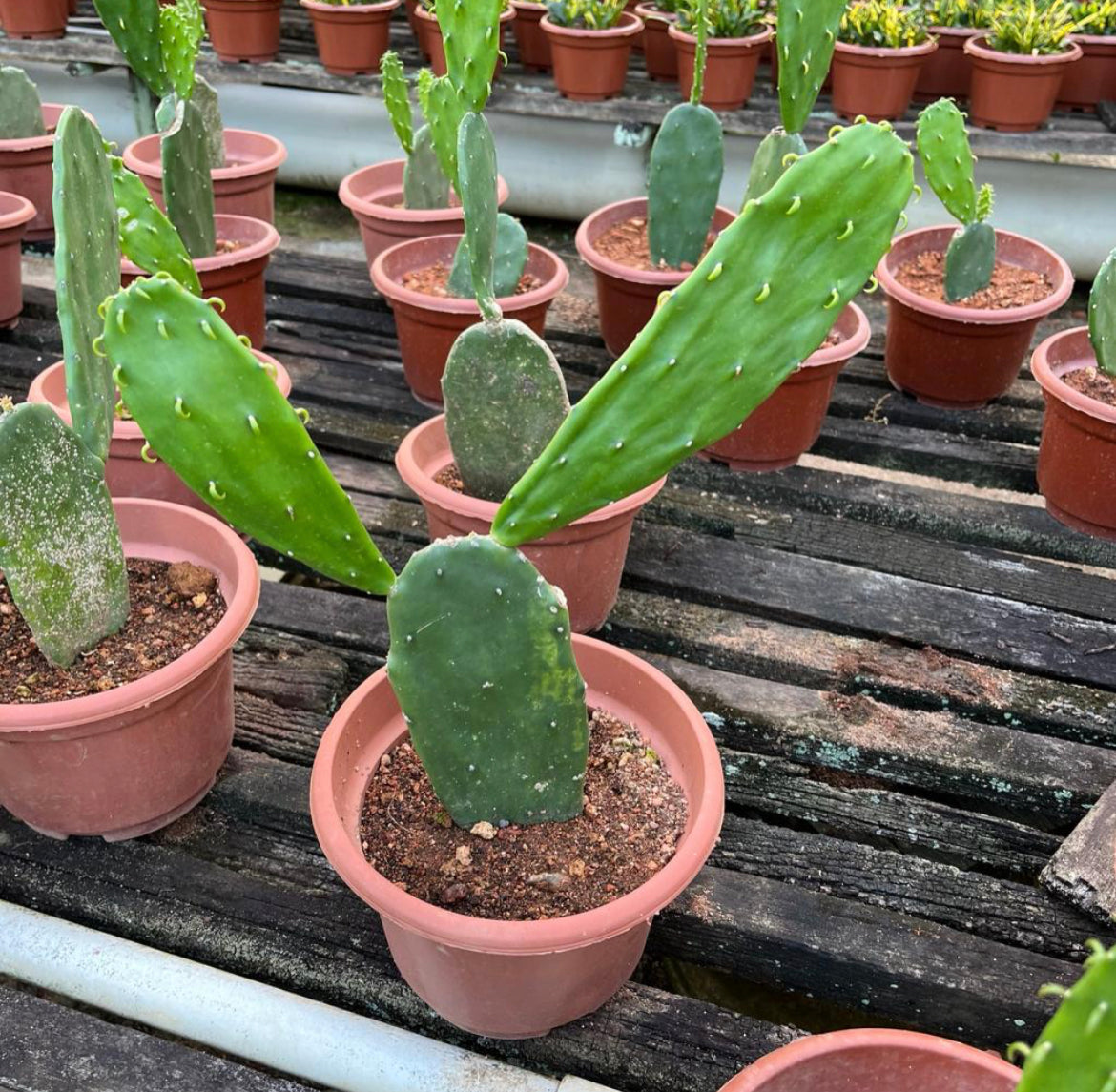 Bundle Of 2 - Opuntia Cochenillifera, Prickly Pear Cactus (0.3m)