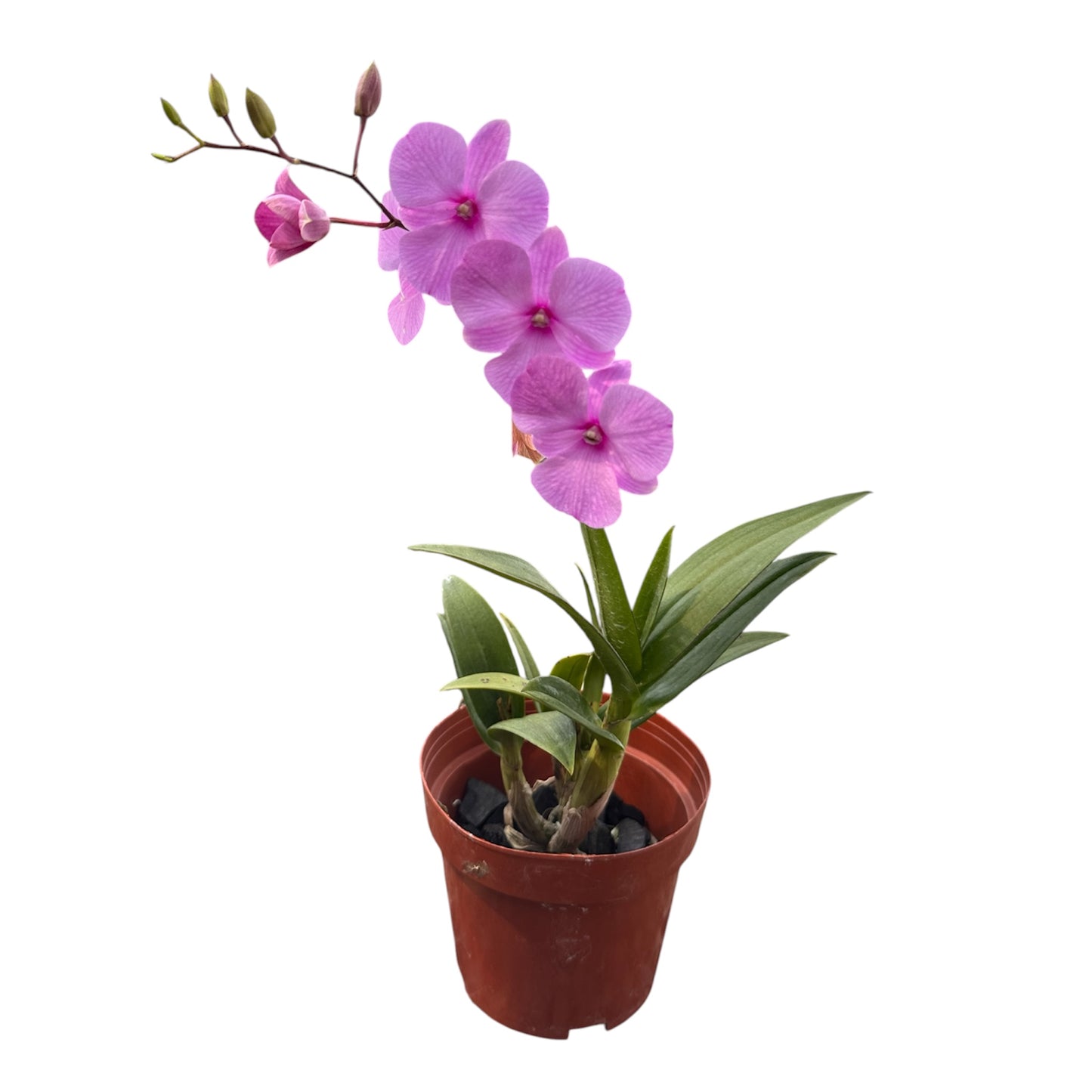 Assorted Colour Mini Dendrobium Orchid