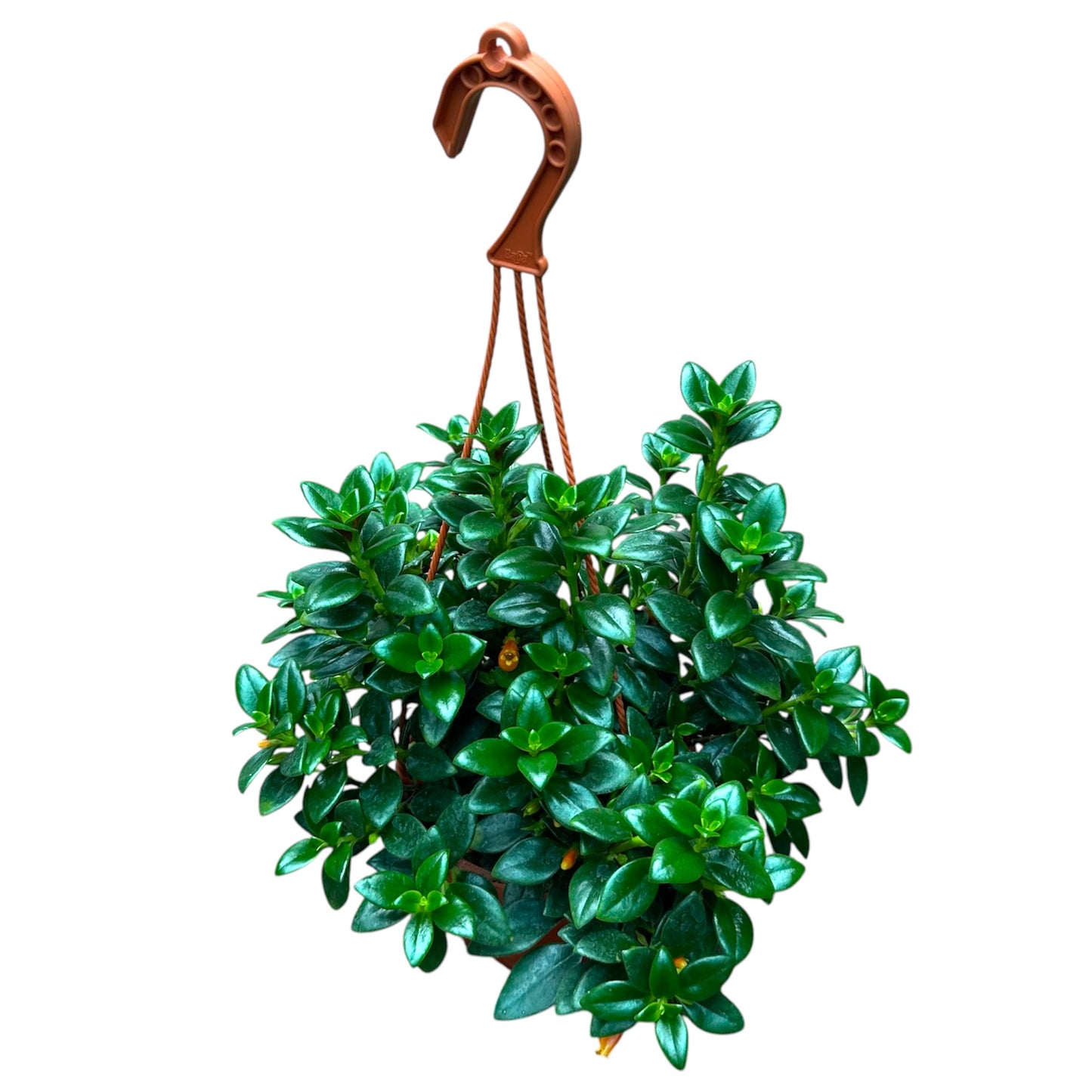 Nematanthus Gregarius, Goldfish Plant