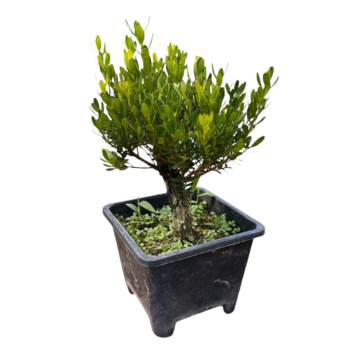 Buxus Sempervirens, Boxwood Plant