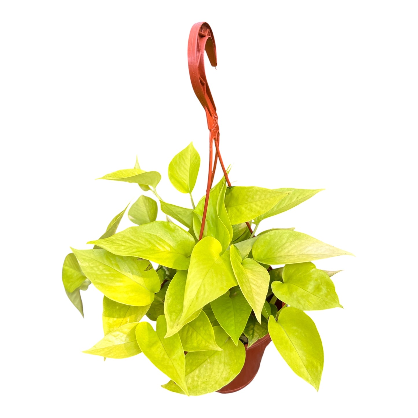 Epipremnum Aureum, Golden Pothos, Golden Money Plant
